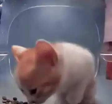 Scared Cat in Container Meme