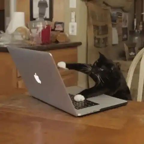 Funny Cat Typing on Laptop Meme