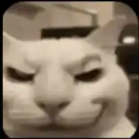 Cat Cat Memes