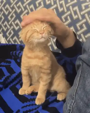 Cat Cat Pet