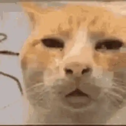 Orange Cat Turning Head