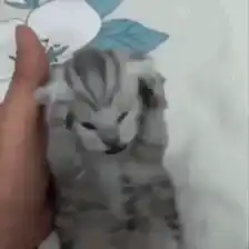 Cat Cats