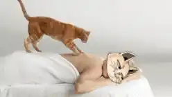 Cat Cats