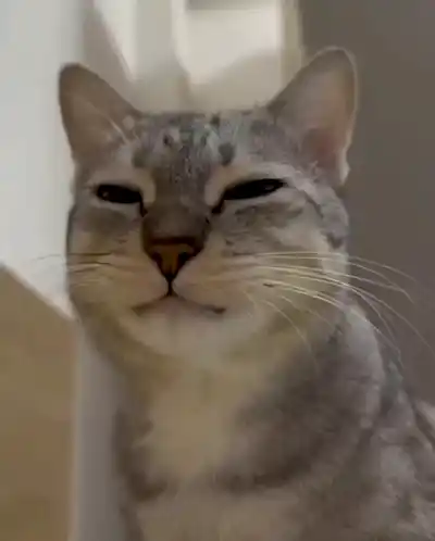Funny Cat Chews & Stares at Camera