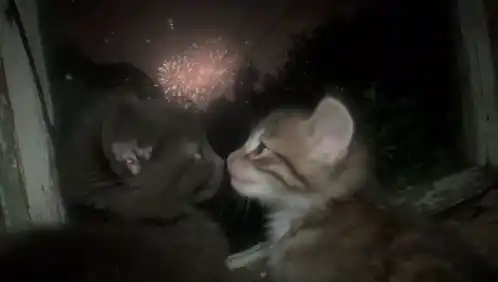 Cat Couple