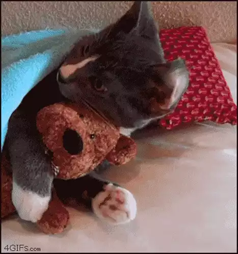 Cozy Cat Cuddles Teddy Bear Under Blanket