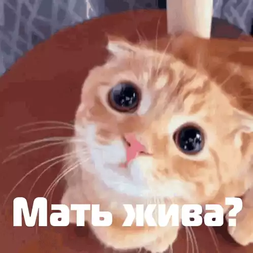 Cute Cat Asks 'Is Mom Alive?'