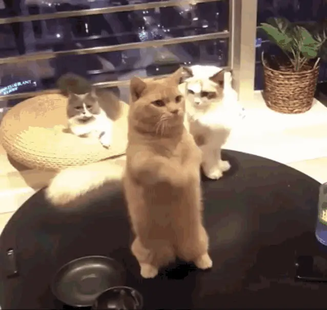 Cute Cat Stands on Hind Legs