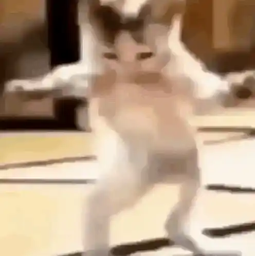 Cat Dance