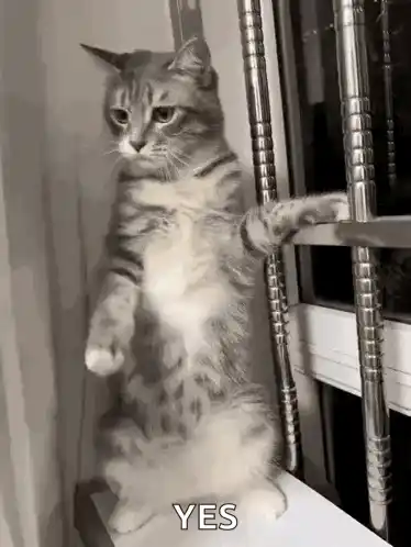 Cat Dance Clubbing