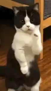 Funny Dancing Cat's Adorable Moves
