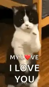 Cat Dance Dancing Cat