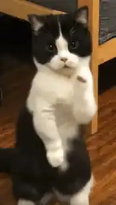 Funny Dancing Cat Standing on Hind Legs