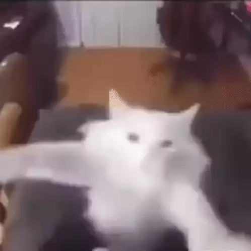 Cat Dancing Meme