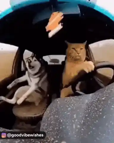 Cat Dog