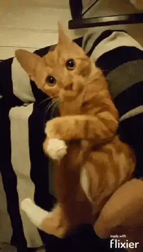 Curious Orange Cat with Big Eyes