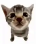 Cat Explosion