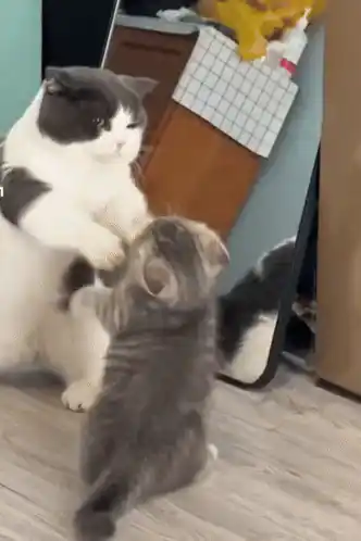 Cute Cat Play Fight
