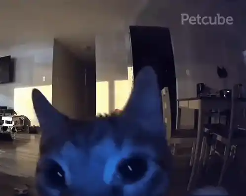 Cat Flash