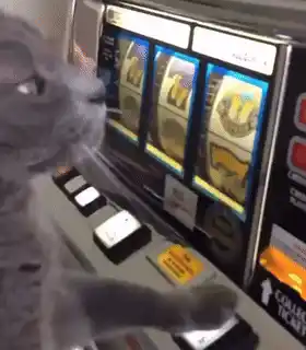Funny Cat Playing Slot Machine
