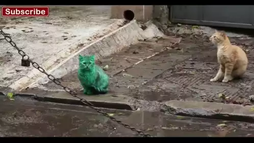 Mysterious Green Cat Sits Outdoors