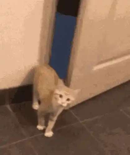 Scared Cat Hiding Behind Door