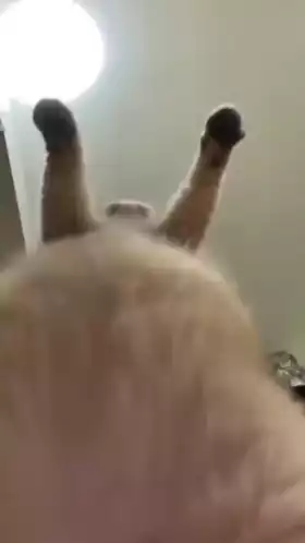 Funny Cat Humping with Paws Up