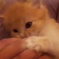 Cat Kitten