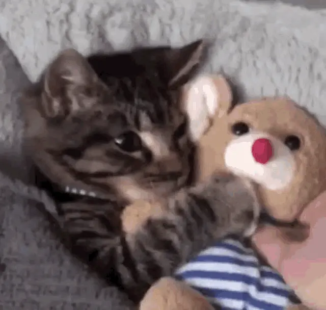 Cute Kitten Hugging Its Favorite Toy