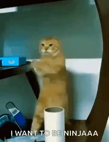 Cat Kung Fu