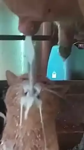 Cow Milking