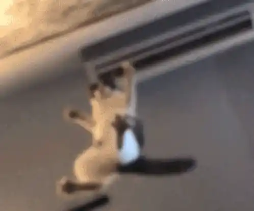 Cat Hanging Upside Down