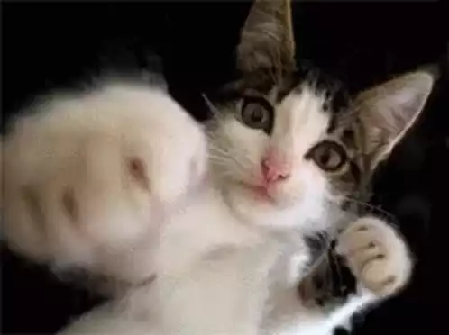 Funny Cat Punch