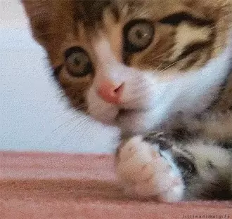 Kitten's Surprised Paw Reaction