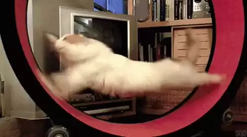 Speedy Cat on Hamster Wheel