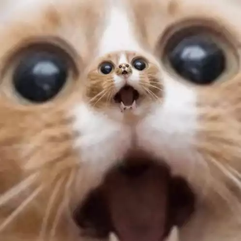 Shocked Cat with Tiny Cat on Nose