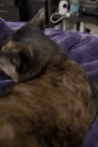 Cat Side Eye Cat Head Turn