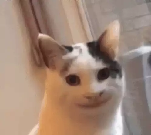 Cute Cat with a Funny Smile