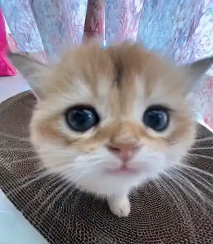 Adorable Kitten with Big Eyes