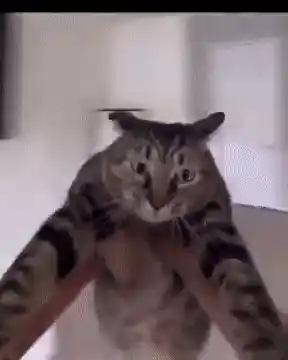 Funny Cat Spin - Leon the Cat