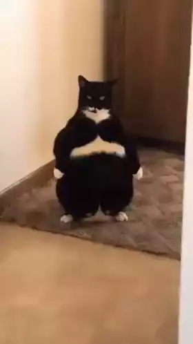 Funny Cat Standing Upright