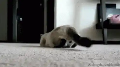 Funny Cat Twerking on the Floor