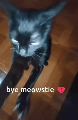 Bye Meowstie: Waving Black Cat
