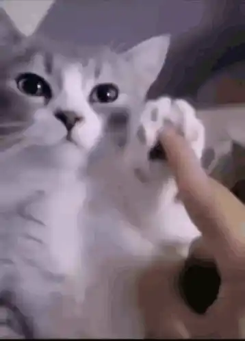 Cat Wave