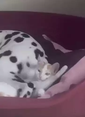 Catdog