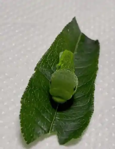 Caterpillar Rocking on a Leaf