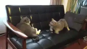 Two Cats Play Fighting on a Couch