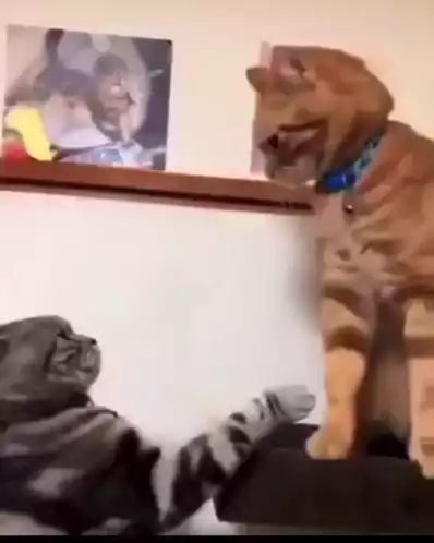 Cats Fighting: Ginger vs. Grey Cat