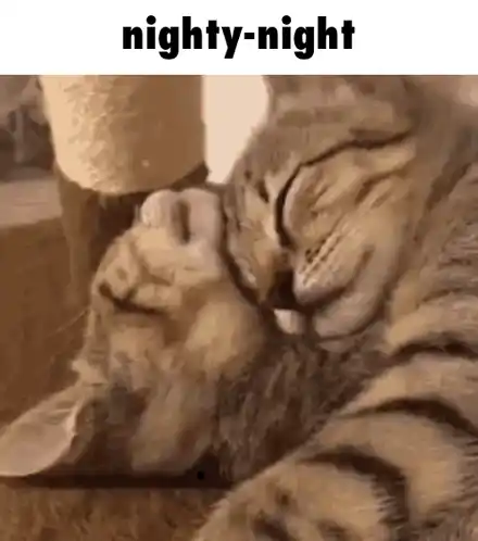 Nighty-Night: Cats Sleeping Peacefully