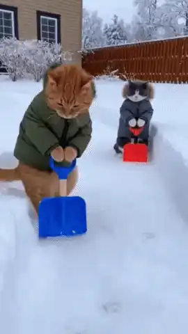 Cats Snow